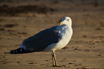 Larus argentatus, herring gull, gaviota argéntea.