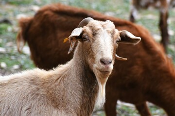 Male spanish goat or domestic goat.