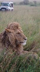 Portrait of a lion in Masai Mara, Kenya