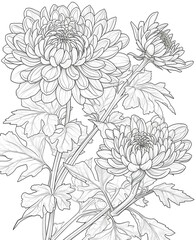Fototapeta premium Chrysanthemum flower coloring sheet.