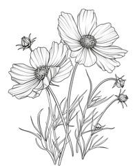 Coreopsis flower coloring sheet.
