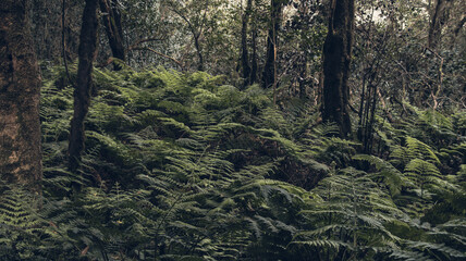 Fototapeta premium Typical vegetation of the laurel forest in Tenerife, Canary Islands
