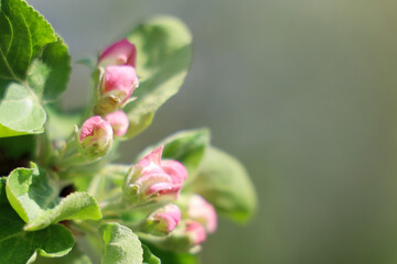 Selective focus, Apple tree flowers, growing buds on branch with copy space, shallow depth of field
