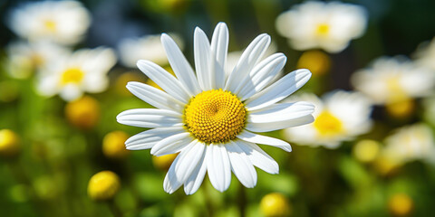 Fototapeta premium Beautiful Single Daisy Flower. Closeup View Of White Daisy Flower On Blurry Background. Generative AI