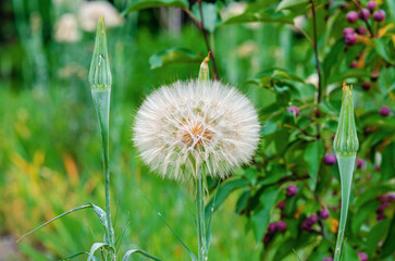 Large ball of Tragopogon dubius on lawn on green background
