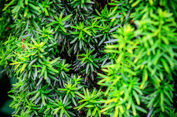Fototapeta premium Green branches of fastigiata berry yew leaves. Background of leaves