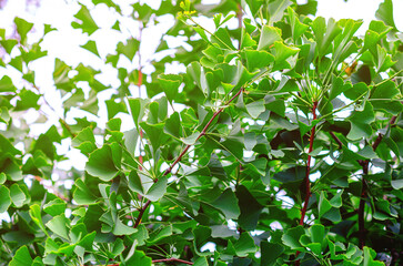 Green leaves of ginkgo tree in garden. Exotic tree