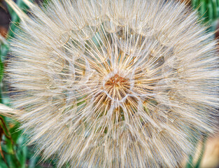 Large ball of Tragopogon dubius on lawn on green background