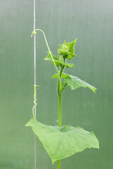Cucumber plant in greenhouse clinging to cord to grow upwards