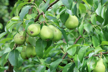 Pear tree with fruit on green branches with leaves, textured background, agriculture, Film grain effect