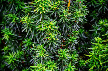 Green branches of fastigiata berry yew leaves. Background of leaves