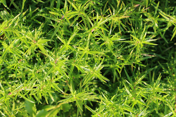 Textured green background, needle plant close-up, Film grain effect