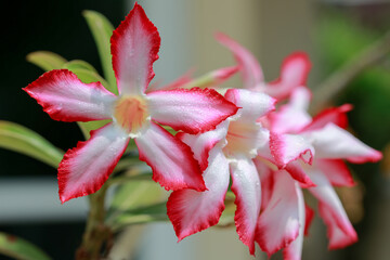 Macro Photo of Desert rose flower or Adenium flower with water drop in green nature background.