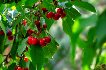 ripe cherries on branch with leaves
