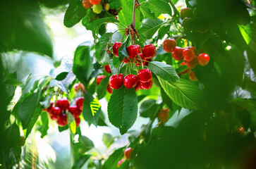 Red ripe cherries on branches among green leaves in garden. Harvest berries in summer