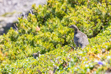 仙丈ケ岳の雷鳥