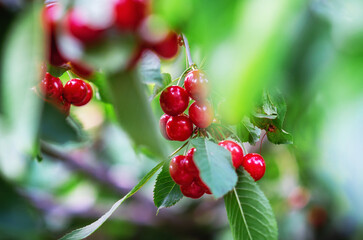 Red ripe cherries on branches among green leaves in garden. Harvest berries in summer