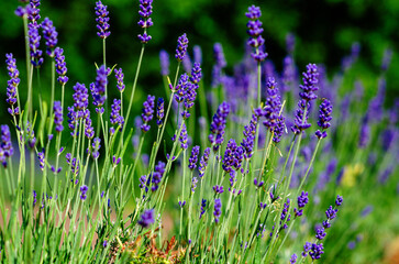 Blue lavender flowers close-up with bokeh on plantation