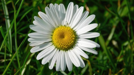 Obraz premium Bellis perennis the daisy is a European plant belonging to the Asteraceae family commonly known as the emblematic species of the daisy name