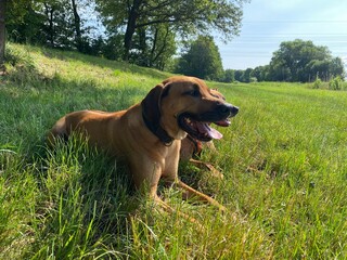 rhodesian, ridgeback, ridge, rassehund, alt, jung, rüde, fehe, zucht,  hund, tier, haustier,...