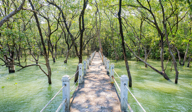 Walking bridge in the mangrove forest of Ranong Province, southern Thailand, Asia
