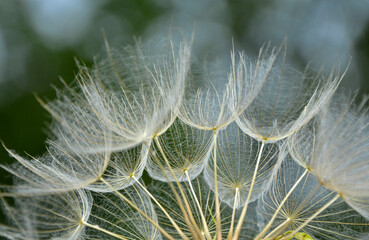 dmuchawiec na zielonym, rozmytym tle, puszyte nasiona kozibród, Tragopogon, goatsbeard, salsify, puszyste nasiona dmuchawca, blurred background © kateej