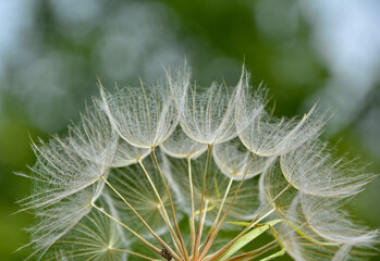 dmuchawiec na zielonym, rozmytym tle, puszyte nasiona kozibród, Tragopogon, goatsbeard, salsify, puszyste nasiona dmuchawca, blurred background  © kateej