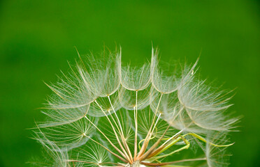 dmuchawiec na zielonym, rozmytym tle, puszyte nasiona kozibród, Tragopogon, goatsbeard, salsify, puszyste nasiona dmuchawca, blurred background  © kateej