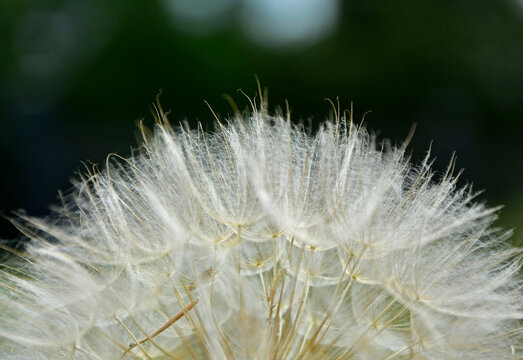 Fototapeta dmuchawiec na zielonym, rozmytym tle, puszyte nasiona kozibród, Tragopogon, goatsbeard, salsify, puszyste nasiona dmuchawca, blurred background 