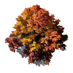 Autumn Tree