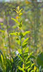 A young branch of a pomegranate