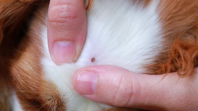 Ixodid tick on a dog's face