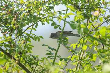 Adult male barred warbler (Curruca nisoria) hidden in a dense blackberry bush