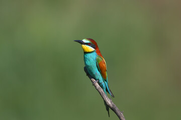 Adult European bee-eater (Merops apiaster) in breeding plumage shot close-up sitting on a branch against a highly blurred background