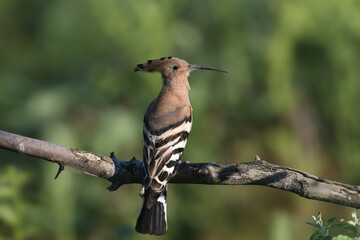 Single and pair of The Eurasian hoopoe (Upupa epops) shot close up against blurred background in soft morning light sitting on a branch in natural habitat
