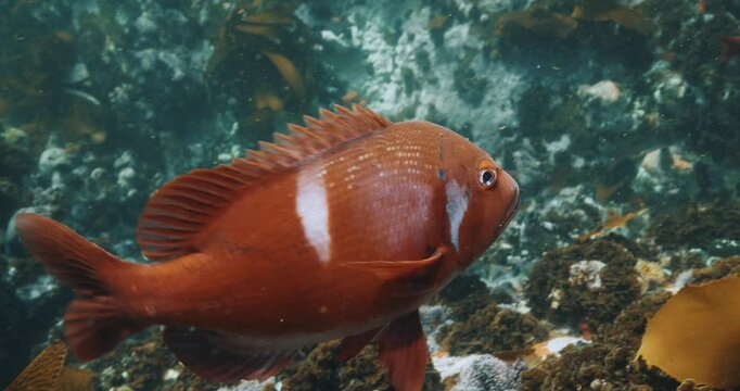 Bright orange fish in kelp forest