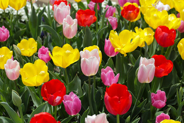 Beautiful tulip flower garden. The Expo 70 Commemorative Park, Osaka, Japan