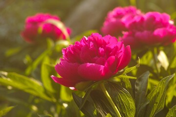 Fototapete bei efototapeten.de bestellen   