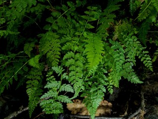 Background of green forest fern in the forest in summer. Deep green colors of fern leaves. Fern and...