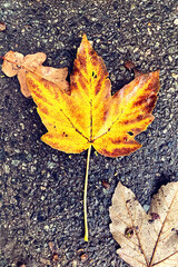 Autumn in city park. Yellow autumn leaves in fall. Leaf in city. Top view.