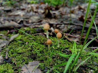 Several poisonous small mushrooms on thin legs grow in the forest in green thick saturated soft moss against a background of fallen black rotten leaves. Beautiful natural backgrounds in the forest wit