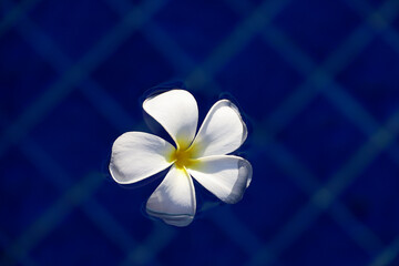 Plumeria flower in water of swimming pool. Background for romantic vacation and sea travel, concept of spa and relax on a tropical resort