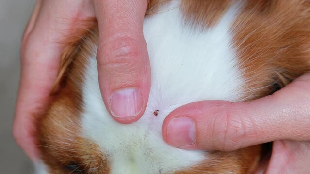 Close-up of an Ixodid tick bite on a dog