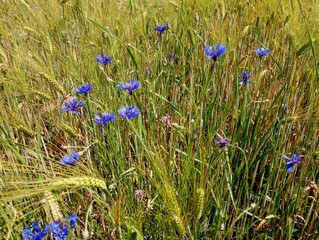 Blue cornflowers on a wheat field. Several beautiful blue flowers on a background of green ears of wheat. The topic of wildflowers and grain crops.