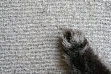 Persian cat paw on snagged rug. How to stop cats scratches carpet or rug. 