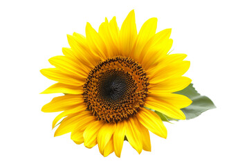 Obraz premium Close-up of a vibrant yellow sunflower with green leaves isolated on transparent background, showcasing nature's beauty and intricate details.