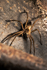 wolf spider on wood