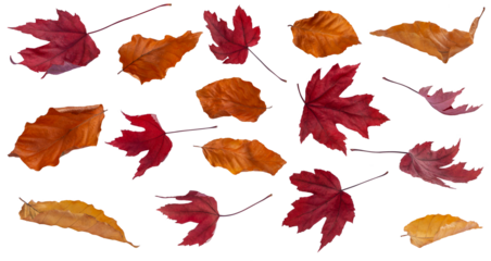 Collection of orange beech and red maple autumn leaves. In different positions: top view, from view, flying. On an isolated transparent background. Cut out. No shadow. Autumn design element. PNG