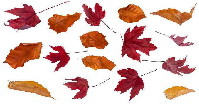 Collection of orange beech and red maple autumn leaves. In different positions: top view, from view, flying. On an isolated transparent background. Cut out. No shadow. Autumn design element. PNG