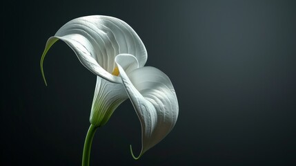 Single White Calla Lily on a Dark Background